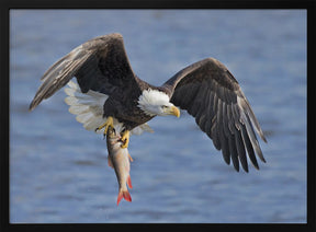 Bald Eagle Catching a Big Fish Poster