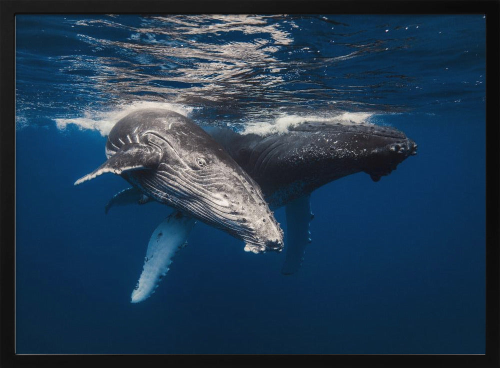 Humpback Whale family! Poster