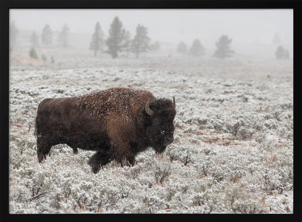 Late Fall Yellowstone Poster