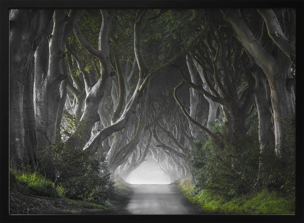 DARK HEDGES Poster