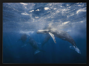 Humpback Whale Poster