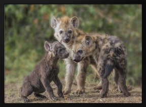 Baby Hyena Poster