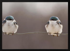 Birds on a wire Poster