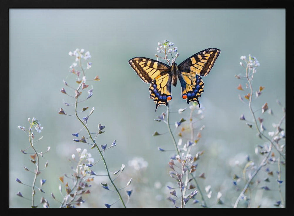 Swallowtail beauty Poster