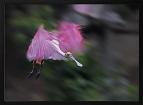 Roseate Spoonbill in Motion Poster