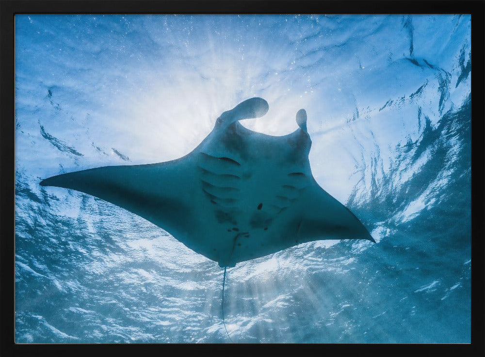 Manta ray Poster