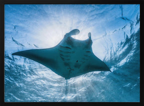 Manta ray Poster