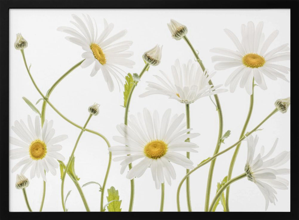 Ox eye Daisies Poster