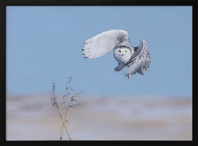 Snowy Owl Poster