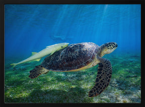 Sea Turtle Poster