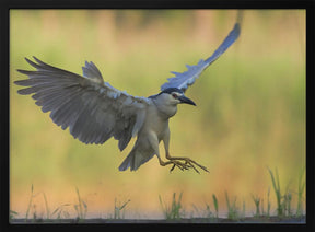 Landing Poster