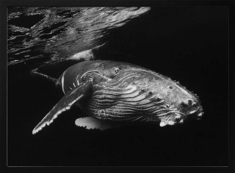 Humpback Whale calf Poster