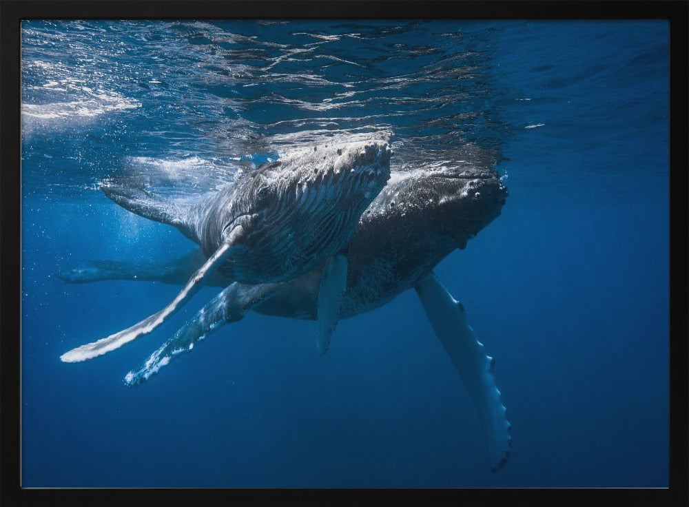 Humpback whale Poster