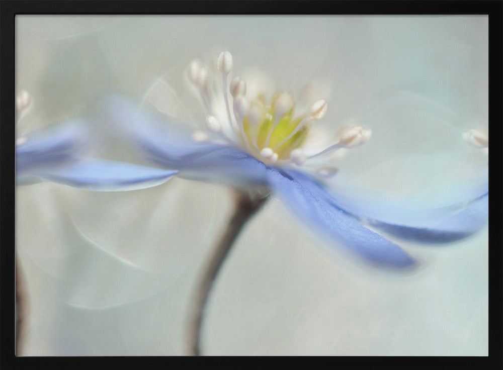 Dancing anemones Poster