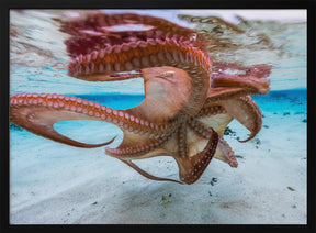 The octopus underside Poster