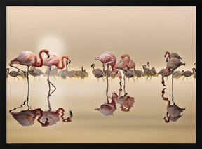 FLAMINGOS Poster