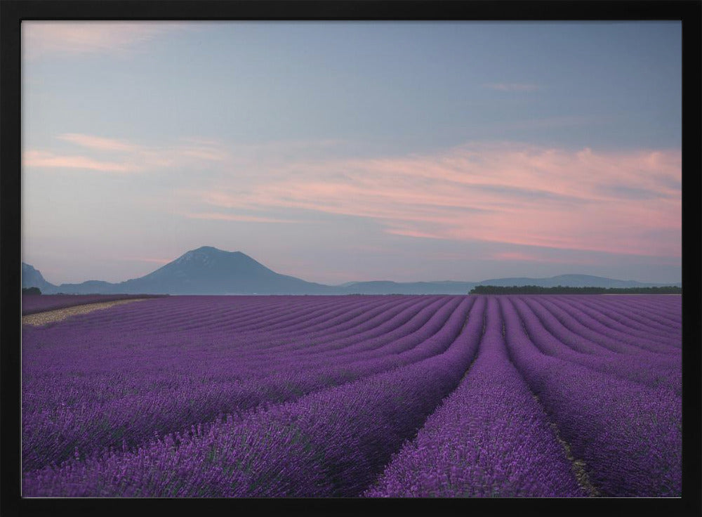 Lavender field Poster