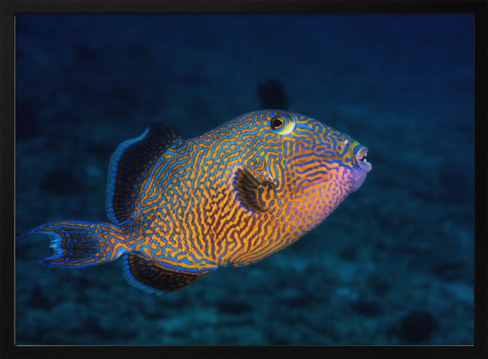 Blue triggerfish Poster