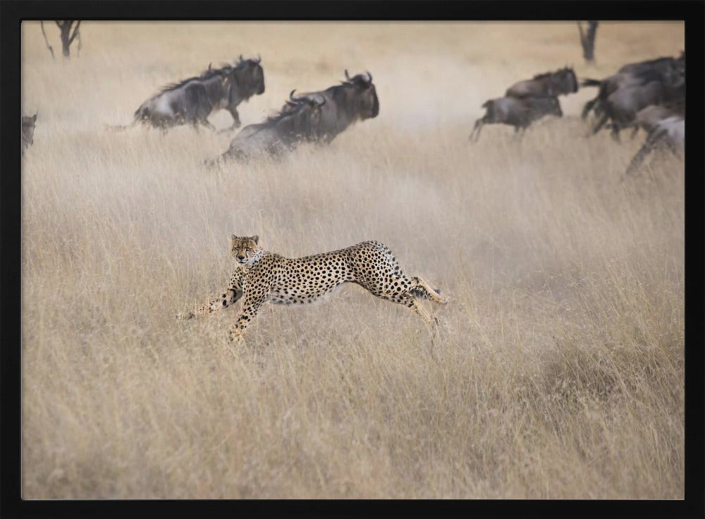 Cheetah Hunting Poster