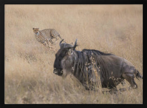 Cheetah Hunting - 2 Poster