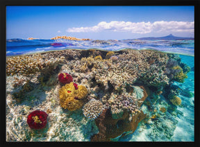 Mayotte : The Reef Poster