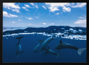 Between air and water with the dolphins Poster