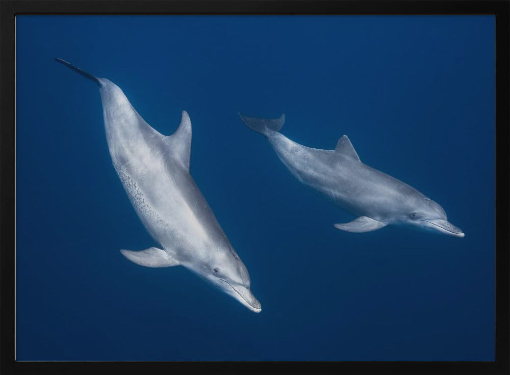 Bottlenose dolphins Poster