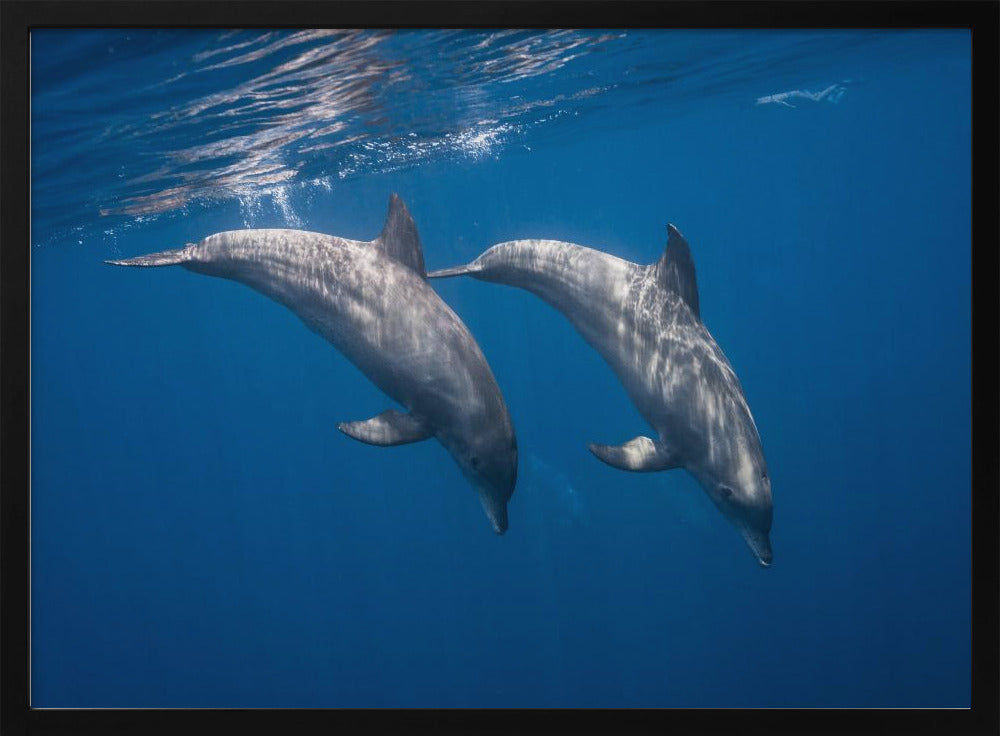 Two bottlenose dolphins Poster