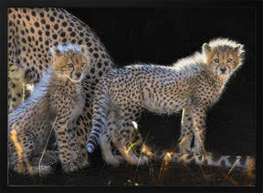 Baby Cheetahs Poster