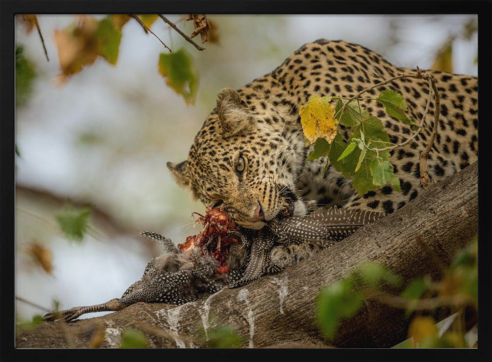 GUINEAFOWL KILL Poster