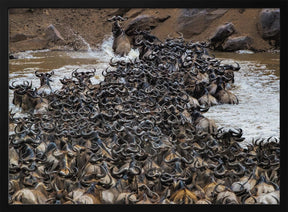 Wildebeests Crossing River Poster