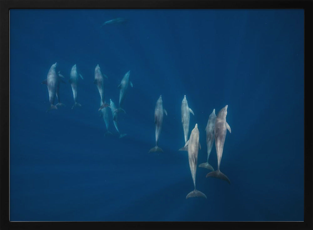 Dolphin group Poster