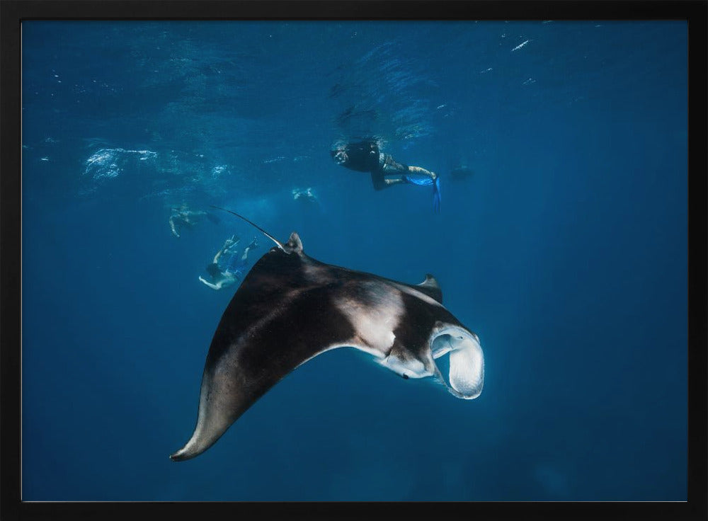 Manta ray! Poster