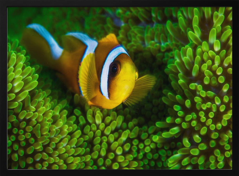 Yellow clownfish on green anemon Poster