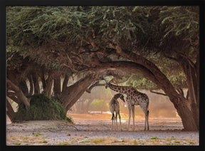 Giraffe - Namibia Poster