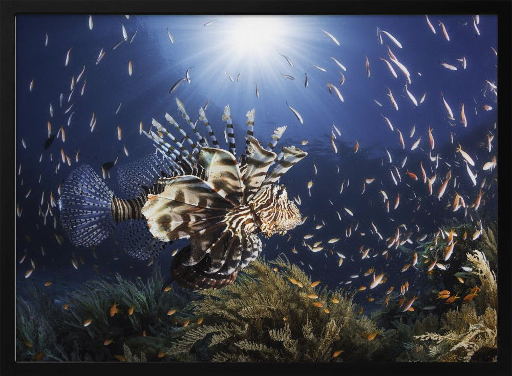 Lionfish Poster