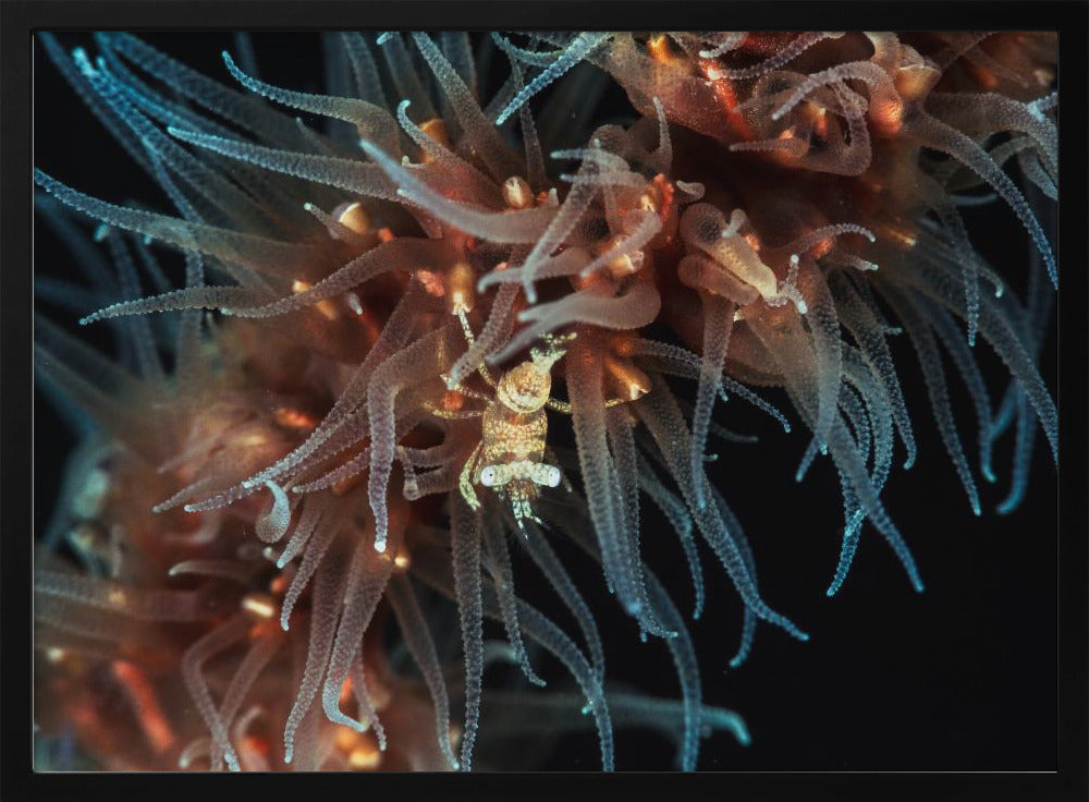 Zanzibar whip coral shrimp Poster