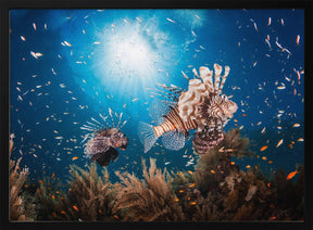 Lionfish Poster