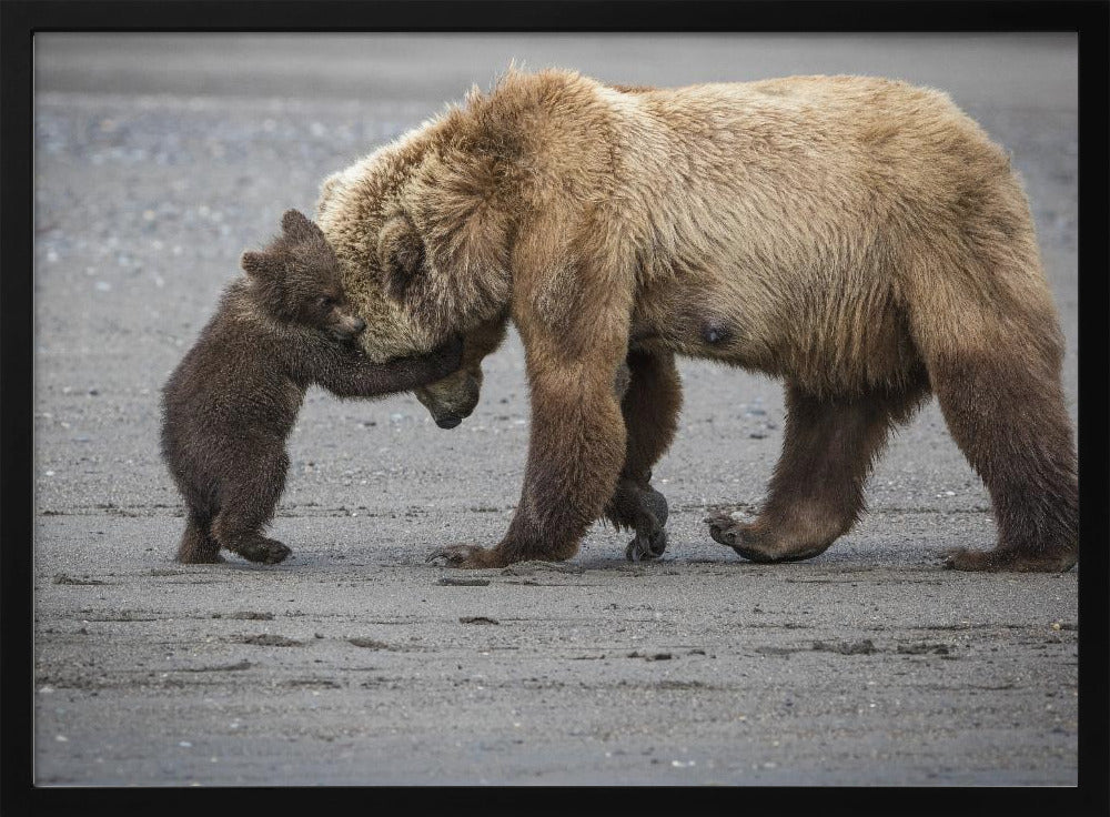 A Little Bear Hug Poster