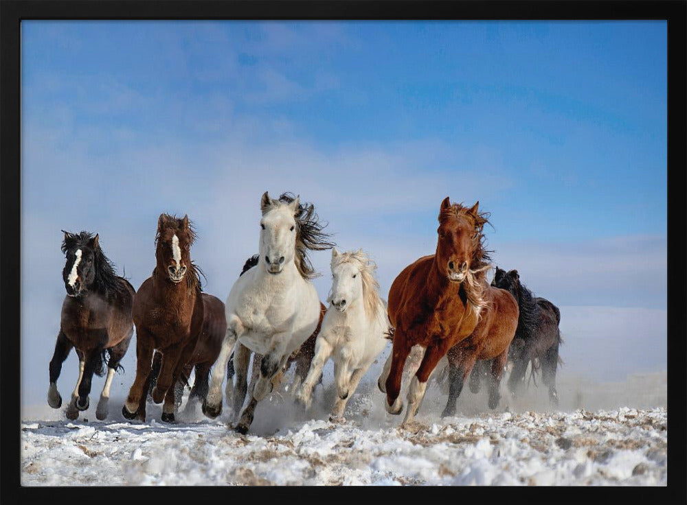 Mongolia Horses Poster