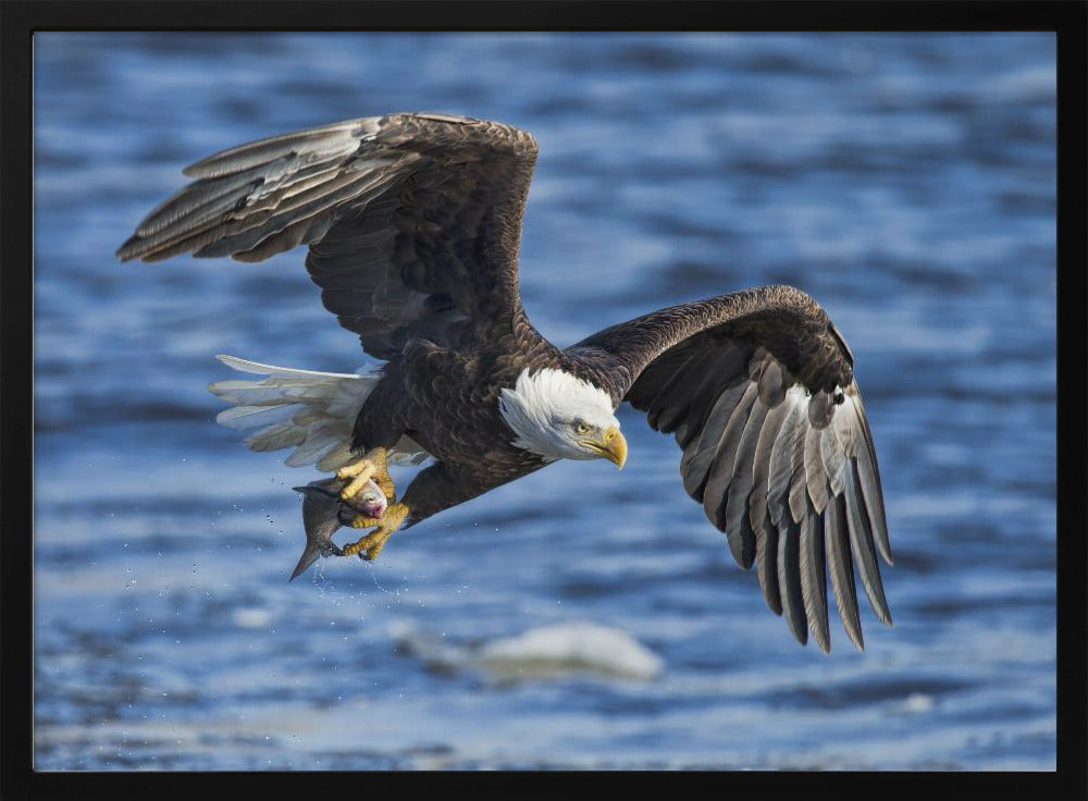 Bald Eagle Catching Fish Poster