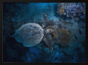 Hawksbill sea turtle Poster