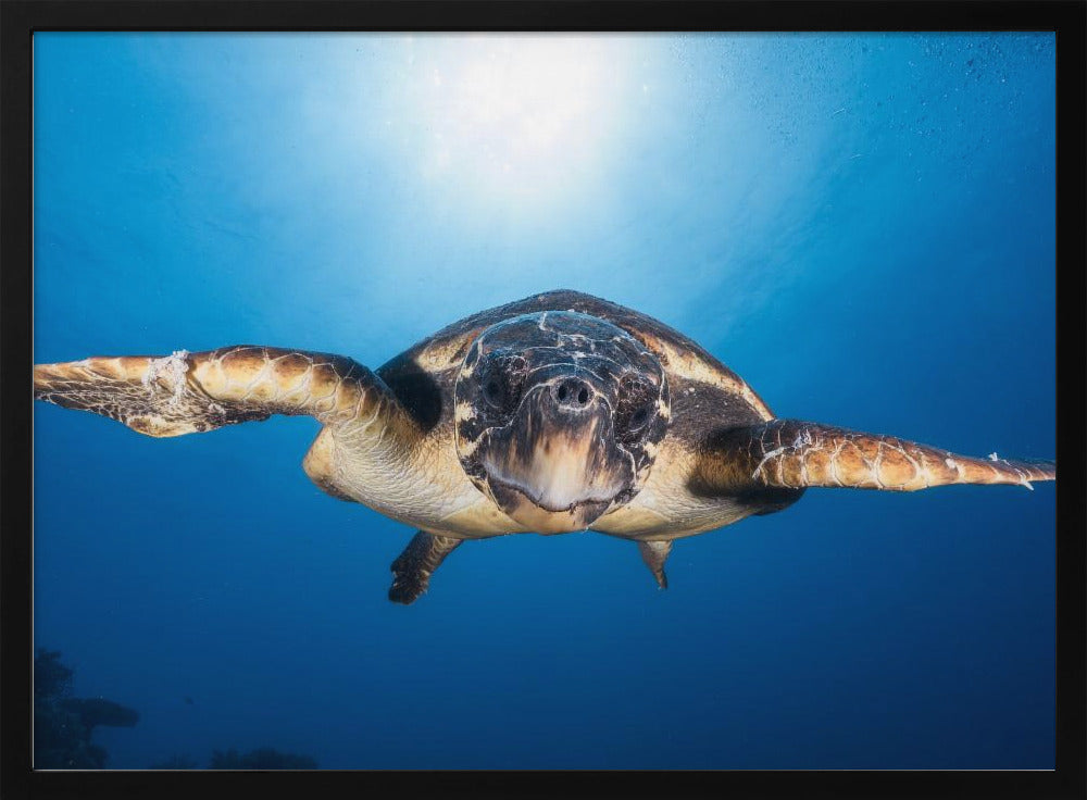 Face to Face with a Hawksbill sea turtle Poster