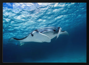 Manta ray Poster