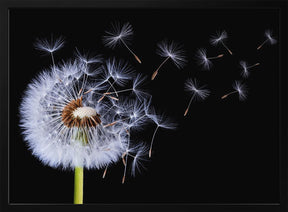 Dandelion Blowing Poster