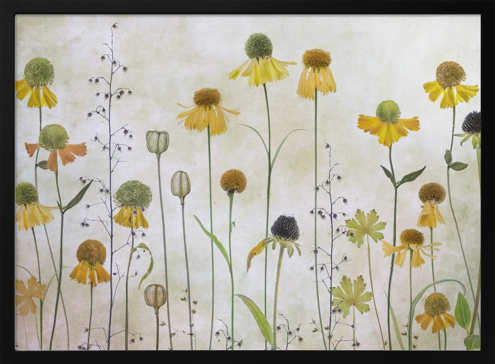 Helenium Poster