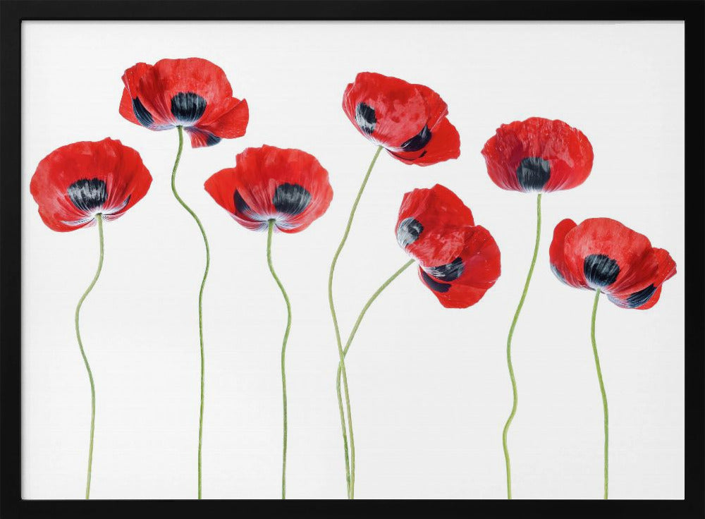 Ladybird Poppies Poster