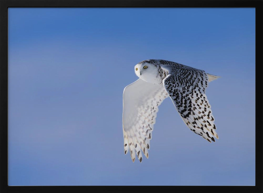 Flying Under Blue Poster