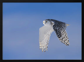 Flying Under Blue Poster