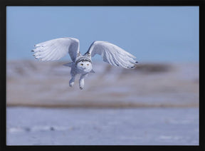 Snow Owl Poster